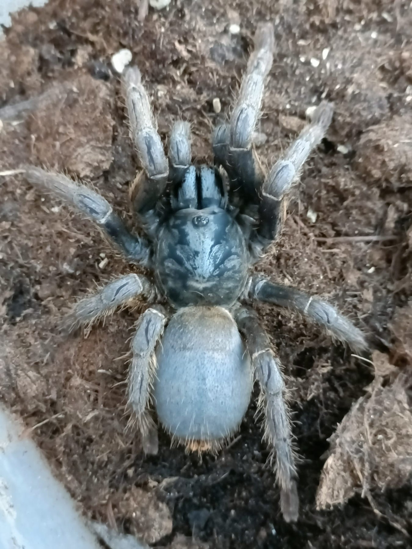 Micro Tarantulas Buy Old World Tarantulas at Micro Wilderness | Micro Wilderness