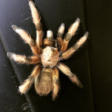 Aphonopelma Moderatum rio grande gold