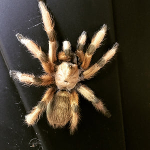 Aphonopelma Moderatum rio grande gold