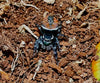 Phiddipus carneus- Red Backed Jumping Spider-captive bred-unsexed aww