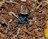 Phiddipus carneus- Red Backed Jumping Spider-captive bred-unsexed aww