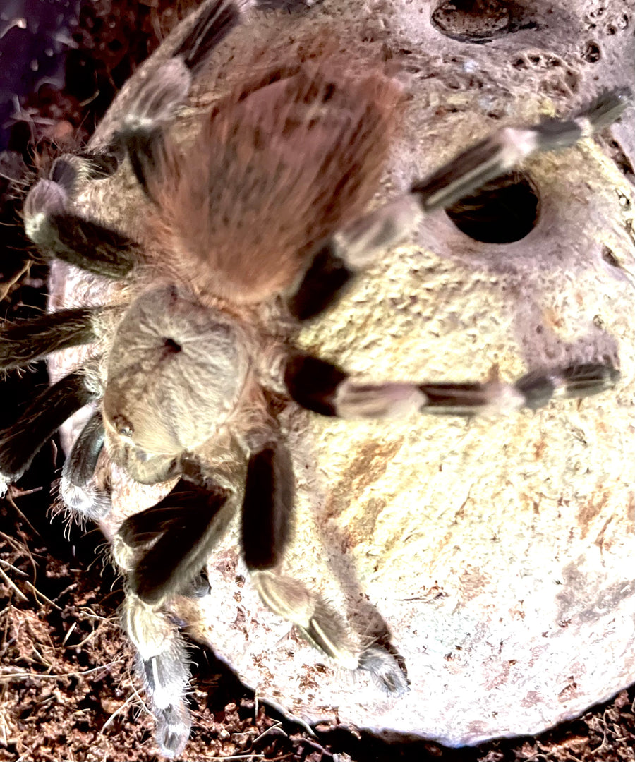 Nhandu chromatus - unsexed- Brazilian Red and White