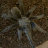 Aphonopelma gabeli - Female