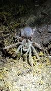 Microwilderness ceratogyrus darlingi rear horned baboon 