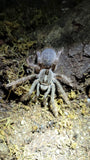Microwilderness ceratogyrus darlingi rear horned baboon 