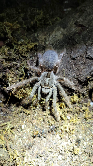 Microwilderness ceratogyrus darlingi rear horned baboon 