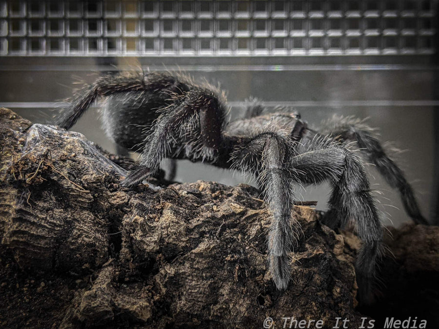 Grammostola pulchra - Male - Brazilian Black