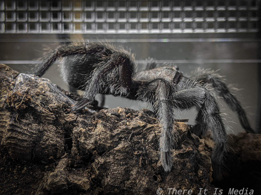 Grammostola pulchra - Unsexed - Brazilian Black