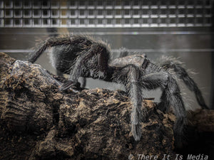 Grammostola pulchra - Unsexed - Brazilian Black
