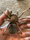 Aphonopelma sp. Tamaulipas - Female-Pure Bloodlines first time in the hobby Rare