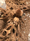 Aphonopelma chalchodes - Female - Arizona Blond Tarantula