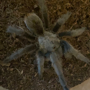 Aphonopelma gabeli - Female