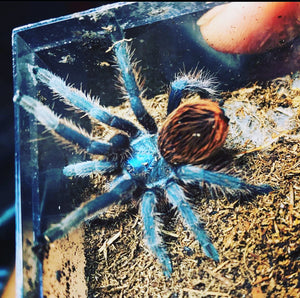 Aphonopelma Mooreae- Unsexed - Mexican Jade Fuego (Local Sales Only)