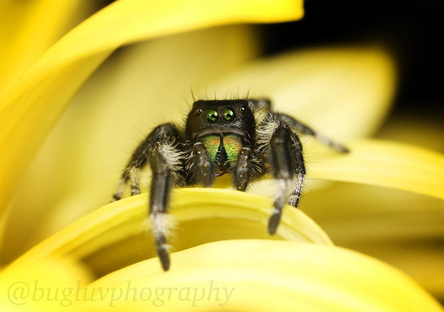 Phiddipus Regius- Regal Jumping Spider Male- captive raised juveniles