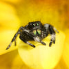 Phiddipus Regius- Regal Jumping Spider Male- captive bred juveniles