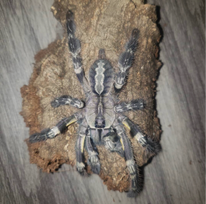 Poecilotheria regalis - Unsexed - Indian Ornamental